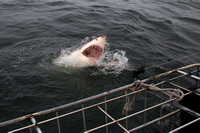 South Africa Shark Dive